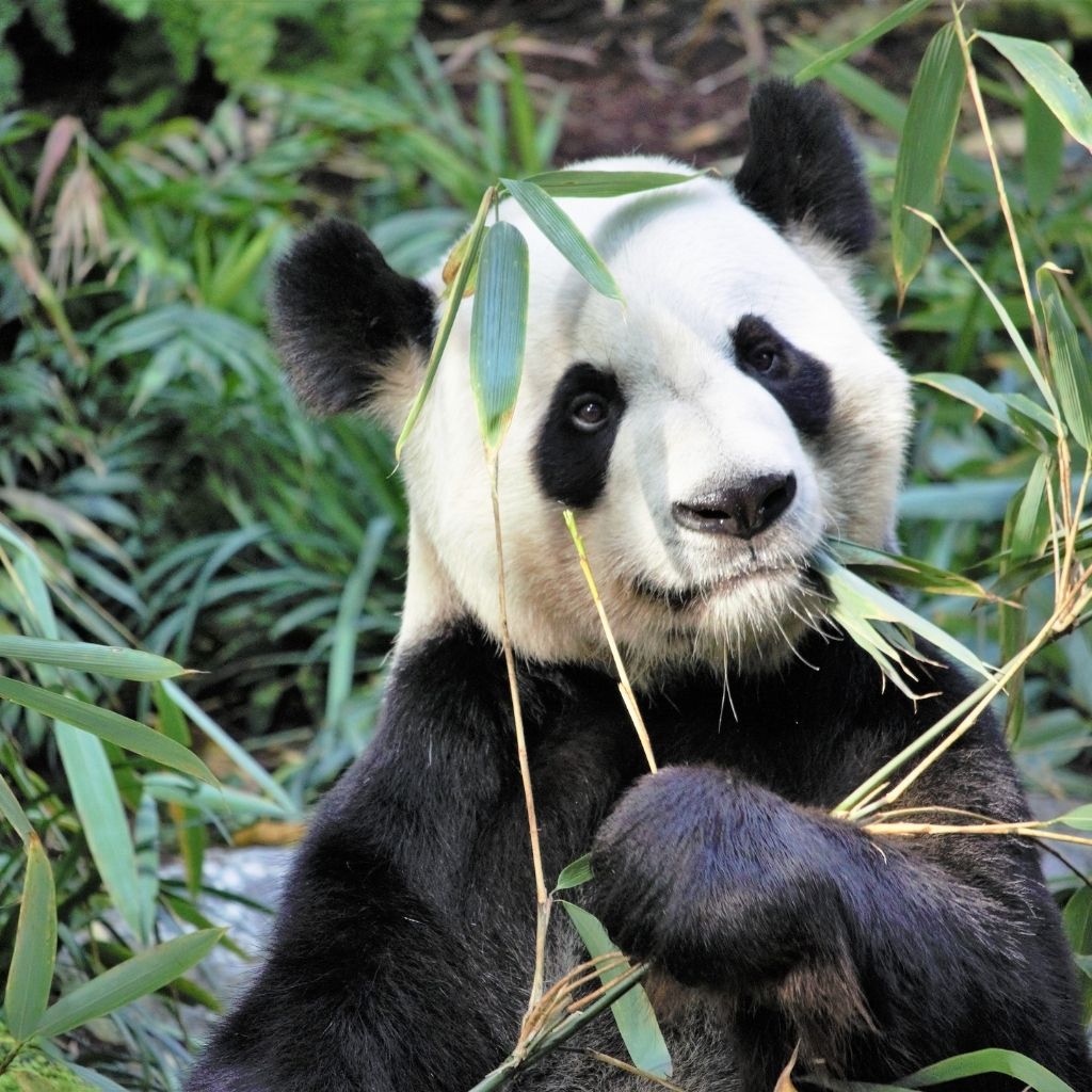 Say no to bamboo underwear. Step one is to NOT shop Bamboo underwear for men. Read the ugly truth about how bamboo underwear Australia is manufactured. choose organic cotton underwear instead. Reer Endz Mens undies available @ our online underwear store.