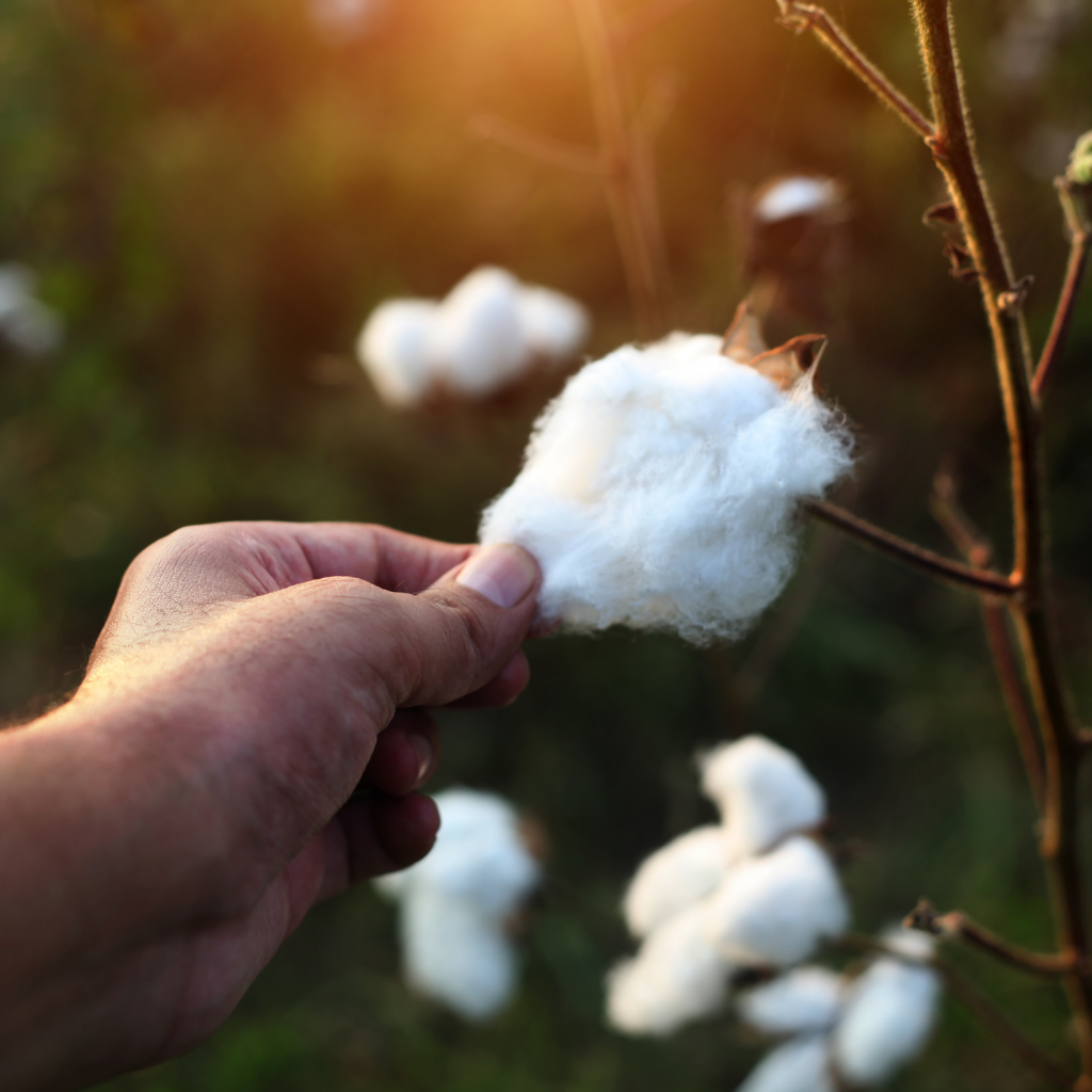 Organic cotton Farming