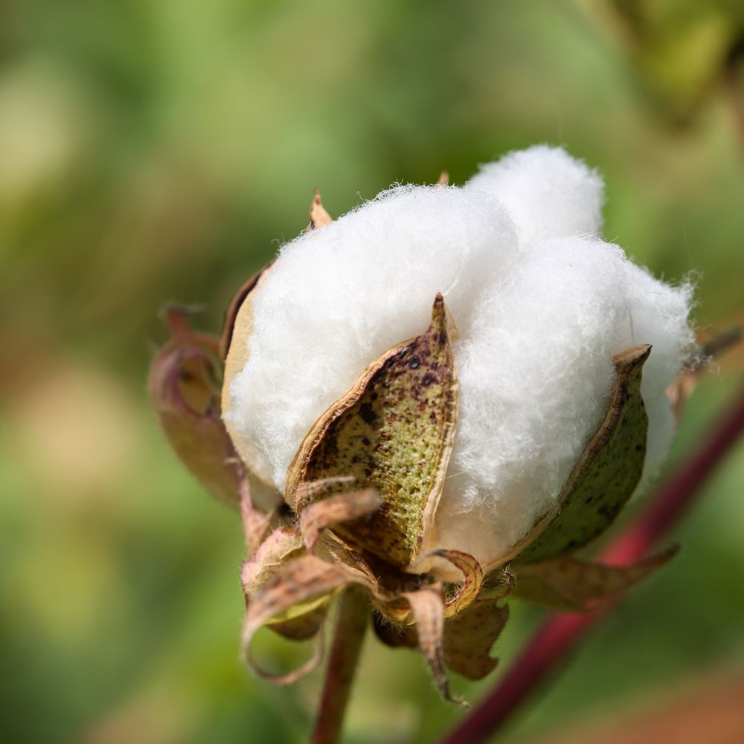 Biodynamic Farming of Organic Cotton